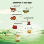 Bilona Ghee - বিলোনা ঘি - Image 4