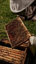 কালোজিরা ফুলের মধু । Black seed Honey - Image 3